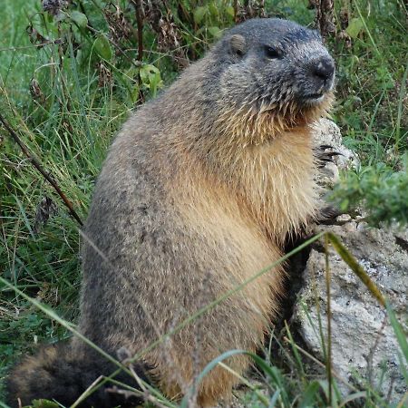 La P'Tite Marmotte Daire Gavarnie Dış mekan fotoğraf
